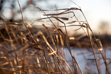 Close up of golden prairie grass blowing in the wind