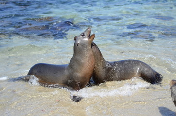 Fototapeta premium Sea Lion Fight