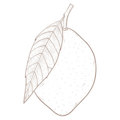 Lemon. Hand drawn outline sketch