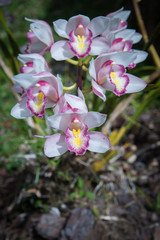 Orchids in Doi Inthanon National Park,Chiangmai,Thailand