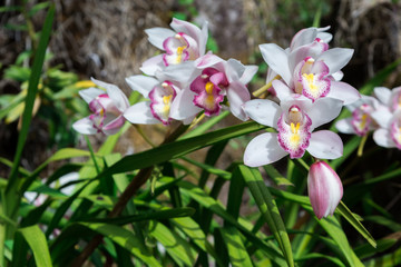 Obraz na płótnie Canvas Orchids in Doi Inthanon National Park,Chiangmai,Thailand