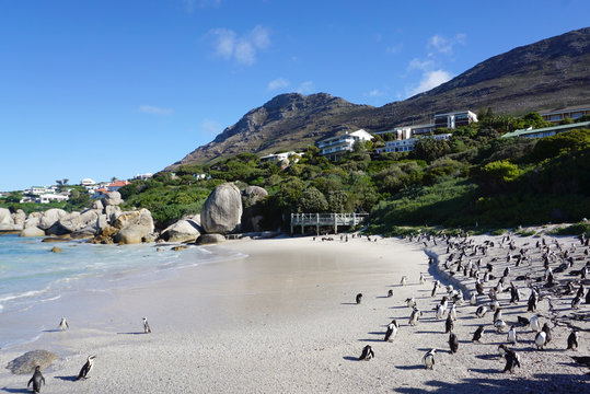 African Penguins colony at Boulders Beach, Table Mountain Nation