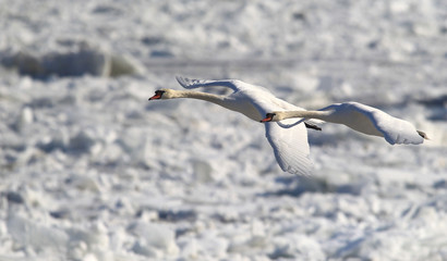 Pair of swans flying over frozen river Danube covered with snow, in Belgrade, Zemun, Serbia.