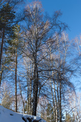 sun on winter birch crown