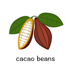 Cocoa bean