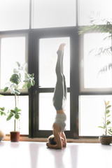 Young woman practicing yoga near plants, floor window, standing in headstand exercise, salamba sirsasana pose, working out, wearing sportswear, grey pants, bra, full length, home interior, vertical