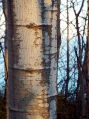 close up of birch tree bark along Lake Michigan shore line