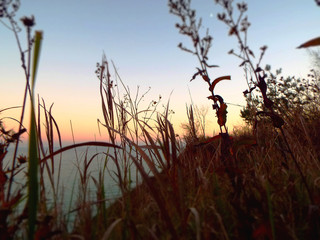 low angle view of prairie grass and dried wildflowers along Lake Michigan at sunset