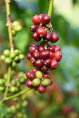 Coffee beans ripening on a tree.