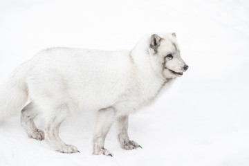 White white Arctic fox of winter hair