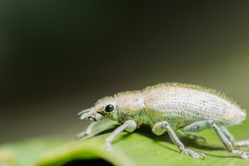 Green weevil
