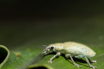 Green weevil