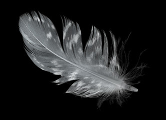 single spotted gray feather on black