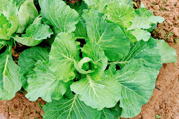 Green cabbage