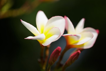 Fototapeta premium Plumeria flower in the park's natural 