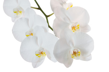 Plakat White orchid isolated with clipping path on white background