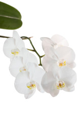 White orchid isolated with clipping path on white background