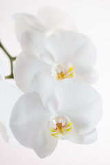 Obraz na płótnie Canvas White orchid isolated on white background