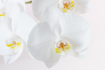 White orchid isolated on white background