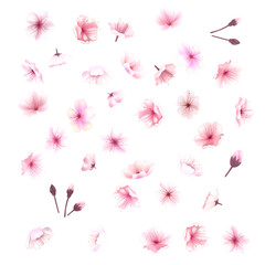 Cherry blossom, flowers of sakura, set, pink,  collection,vector illustration - 133744980