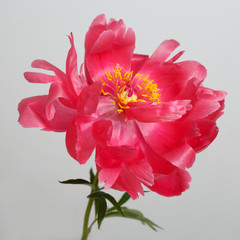 The flowers are a rare color peony isolated on gray background.