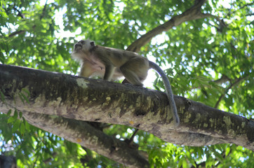 Fototapeta na wymiar Makake klettert auf Ast in Krabi, Thailand 