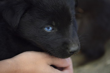 black labrador puppy with blue eye