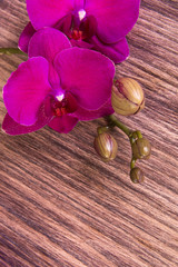 Purple orchid on wooden background. Copy space. Greeting card. Spring. Woman Day. 8 march.