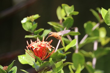Guyane - Saül Dec 2016 - Oiseaux