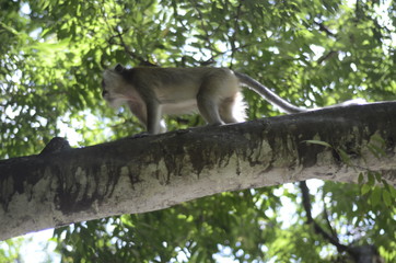 Makake klettert auf Ast in Krabi, Thailand 