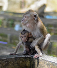 Süßes Makakenbaby spielt mit seinen Eltern in Krabi, Thailand