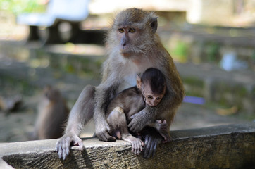 Makakenbaby mit Mutter in Krabi, Thailand 