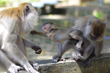 Süßes Makakenbaby spielt mit seinen Eltern in Krabi, Thailand