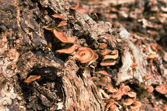 Mushroom on tree.
