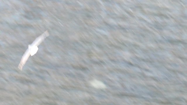il volo del Gabbiano - veloce e libero