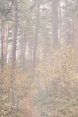 Footpath in a pine forest in the dunes of the Baltic Sea with bushes and yellow leaves in high-key
