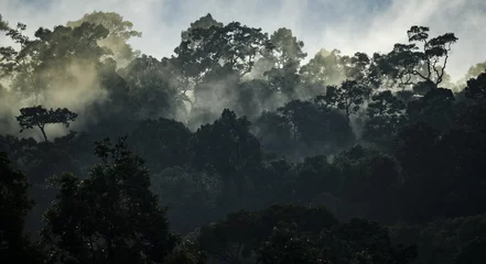 Papier Peint photo Lavable Jungle Paysage de forêt tropicale humide, Asie