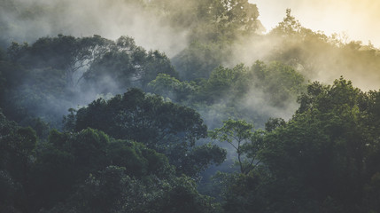Landschaft des tropischen Regenwaldes Asiens, Baumkronenbaum des Dschungelgrünwaldparks im Freien, Naturumweltbergblick, Konzept der Freiheitsentspannung im Urlaub für Spa-Yoga und Retreat