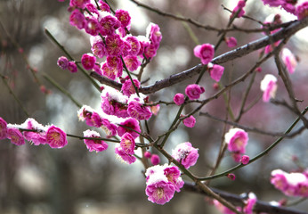 雪と梅