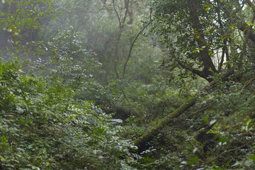 Taiwan Nature Trail in Foggy and Raining Autumn at Yangmingshan National Park in Taipei, Taiwan.