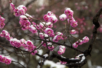 雪と梅