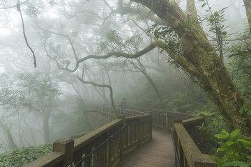 Taiwan Nature Trail in Foggy and Raining Autumn at Yangmingshan National Park in Taipei, Taiwan.