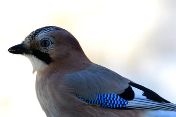 Jay`s profile with exposed blue feather on the wing.