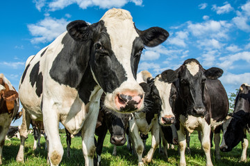 Nosey Cows