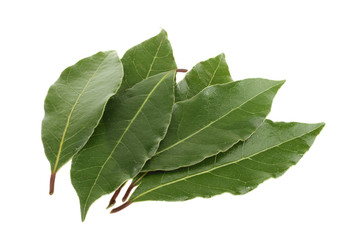 Fototapeta premium Fresh bay leaves isolated without shadow