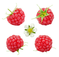 Set of fresh ripe raspberry berries and flower isolated on white background. Design element for product label, catalog print, web use.