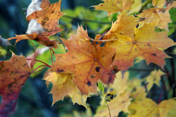 Autumn leaves in Stockholm
