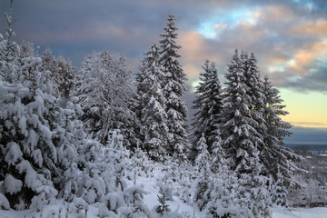 winter coniferous forest covered with snow