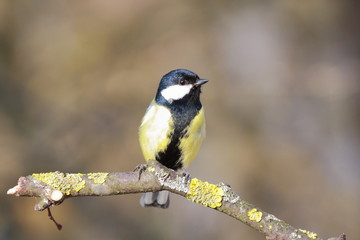 Kohlmeise