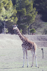 Girafe © PicsArt